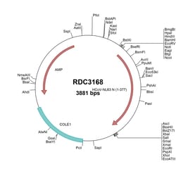 R&D Systems™ HCoV-NL63 Nucleocapsid (YP_003771.1) VersaClone cDNA