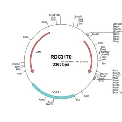 R&D Systems™ HCoV-HKU1 ORF8 (YP_173243.1) VersaClone cDNA