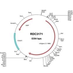 R D Systems Mouse Siglec-2/CD22 (NP_033975.3) VersaClone cDNA 10 &mu;g | Buy Online | R&amp;D Systems&trade; | Fisher Scientific