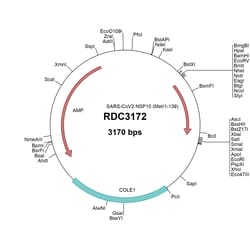 R&D Systems&trade;&nbsp;SARS-CoV-2 NSP10 (YP_009725306.1) VersaClone cDNA