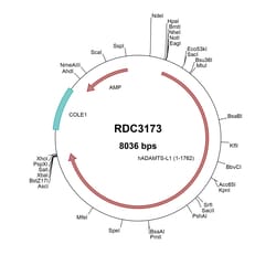R&D Systems™ Human ADAMTSL-1/Punctin (NP_001035362.3) VersaClone cDNA