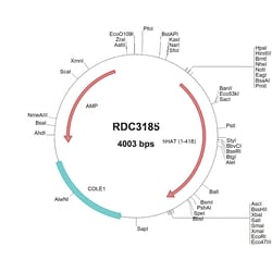 R D Systems Human HAT (NP_004253.1) VersaClone cDNA 10 &mu;g | Buy Online | R&amp;D Systems&trade; | Fisher Scientific