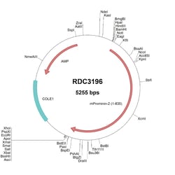 R&D Systems™ Mouse Prominin 2 (AAM10543.1) VersaClone cDNA