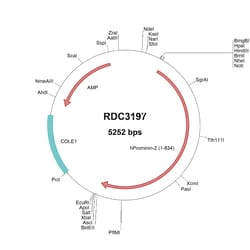 R&D Systems&trade;&nbsp;Human Prominin 2 (AAI14526.1) VersaClone cDNA