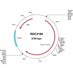 R D Systems Human TLL2 (NP_036597.1) VersaClone cDNA 10 &mu;g | Buy Online | R&amp;D Systems&trade; | Fisher Scientific