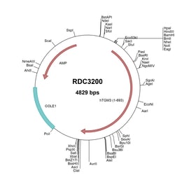 R&D Systems™ Human Transglutaminase 3/TGM3 (NP_003236.3) VersaClone cDNA