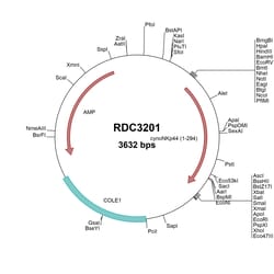 R&D Systems&trade;&nbsp;Cyno Monkey NKp44/NCR2 (NP_001306466.1) VersaClone cDNA