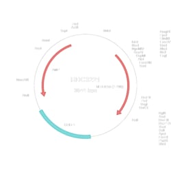 R&D Systems&trade;&nbsp;Human LRRC55 (NP_001005210.2) VersaClone cDNA
