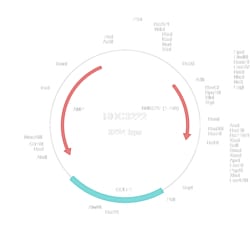 R&D Systems&trade;&nbsp;Human KLRC4/NKG2F (NP_038459.1) VersaClone cDNA