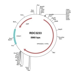 R&D Systems&trade;&nbsp;Human PIK3CB (NP_006210.1) VersaClone cDNA