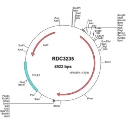 R&D Systems™ Human PIK3R1 (NP_852664.1) VersaClone cDNA