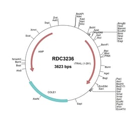 R&D Systems&trade;&nbsp;Rat TRAIL/TNFSF10 (NP_663714.2) VersaClone cDNA