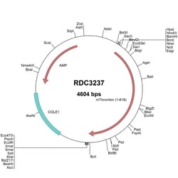 R&D Systems™ Mouse Coagulation Factor II (NP_034298.1) VersaClone cDNA