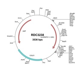 R&D Systems&trade;&nbsp;Cyno Monkey R-Spondin 1 (XP_005543984.1) VersaClone cDNA