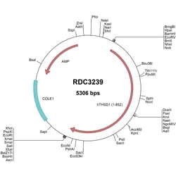 R D Systems Human THSD1 (NP_061146.1) VersaClone cDNA 10 &mu;g | Buy Online | R&amp;D Systems&trade; | Fisher Scientific