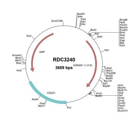 R&D Systems™ Human OR4M1 (NP_001005500.1) VersaClone cDNA