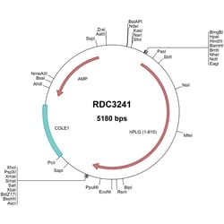 R&D Systems&trade;&nbsp;Human Plasminogen (NP_000292.1) VersaClone cDNA