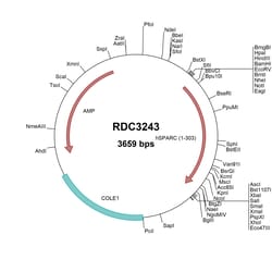 R D Systems Human SPARC (NP_003109.1) VersaClone cDNA 10 &mu;g | Buy Online | R&amp;D Systems&trade; | Fisher Scientific