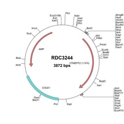 R&D Systems™ Human TMEFF2/Tomoregulin-2 (NP_057276.2) VersaClone cDNA