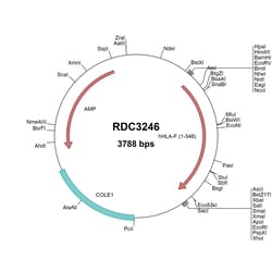R&D Systems&trade;&nbsp;Human HLA-F (NP_061823.2) VersaClone cDNA