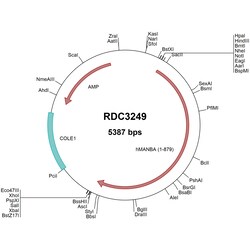R&D Systems&trade;&nbsp;Human MANBA/Beta-Mannosidase (NP_005899.3) VersaClone cDNA