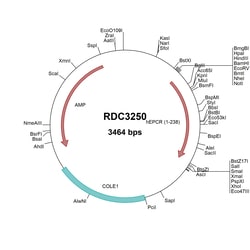 R&D Systems&trade;&nbsp;Human EPCR (NP_006395.2) VersaClone cDNA