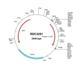 R&D Systems&trade;&nbsp;Human Noggin (NP_005441.1) VersaClone cDNA