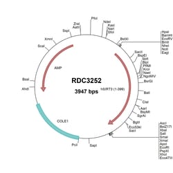 R&D Systems™ Human Sirtuin 3/SIRT3 (NP_036371.1) VersaClone cDNA