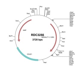 R&D Systems&trade;&nbsp;Human B3GalT1 (NP_066191.1) VersaClone cDNA