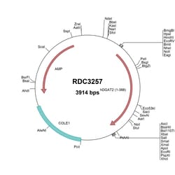 R&D Systems™ Human DGAT2 (NP_115953.2) VersaClone cDNA