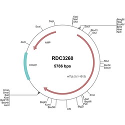 R&D Systems&trade;&nbsp;Mouse TLL2 (NP_036034.1) VersaClone cDNA