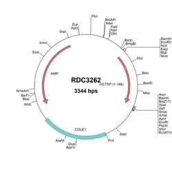 R&D Systems™ Mouse CNTF (NP_740756.1) VersaClone cDNA