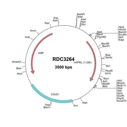 R&D Systems&trade;&nbsp;Human APRIL/TNFSF13 (ABK41890.1) VersaClone cDNA