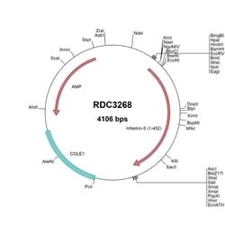 R&D Systems™ Mouse Netrin-5 (NP_001028528.2) VersaClone cDNA
