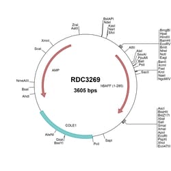 R&D Systems&trade;&nbsp;Human BAFF/BLyS/TNFSF13B (NP_006564.1) VersaClone cDNA
