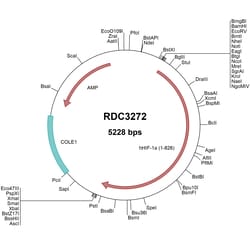 R D Systems Human HIF-1 alpha/HIF1A (NP_001521.1) VersaClone cDNA 10 &mu;g | Buy Online | R&amp;D Systems&trade; | Fisher Scientific