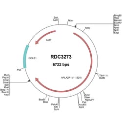 R&D Systems&trade;&nbsp;Human PLA2R1 (NP_001007268.1) VersaClone cDNA