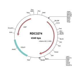R&D Systems™ Mouse Netrin-G2 (NP_598007.1) VersaClone cDNA