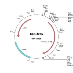 R&D Systems&trade;&nbsp;Human Vimentin (NP_003371.2) VersaClone cDNA