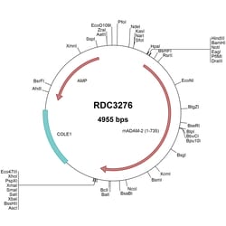 R D Systems Mouse ADAM2 (NP_033748.2) VersaClone cDNA 10 &mu;g | Buy Online | R&amp;D Systems&trade; | Fisher Scientific