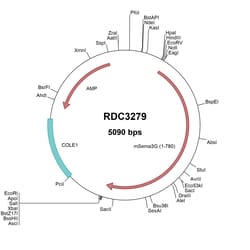 R&D Systems™ Mouse Semaphorin 3G (NP_001020550.1) VersaClone cDNA