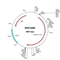 R&D Systems&trade;&nbsp;Human PKC epsilon (NP_005391.1) VersaClone cDNA