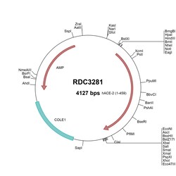 R&D Systems&trade;&nbsp;Human ACE-2 (NP_001375381.1) VersaClone cDNA