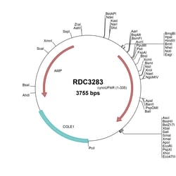 R&D Systems™ Cynomolgus Monkey uPAR (NP_001274620.1) VersaClone cDNA