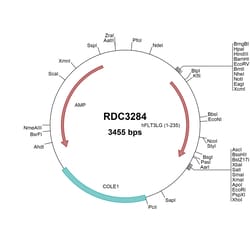 R&D Systems™ Human Flt-3 Ligand/FLT3L (NP_001450.2) VersaClone cDNA