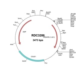R&D Systems&trade;&nbsp;Human PDGF-B (NP_002599.1) VersaClone cDNA