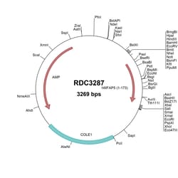 R&D Systems&trade;&nbsp;Human MAGP-2/MFAP5 (NP_003471.1) VersaClone cDNA