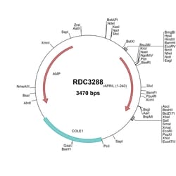 R&D Systems™ Rat APRIL/TNFSF13 (NP_001009623.1) VersaClone cDNA