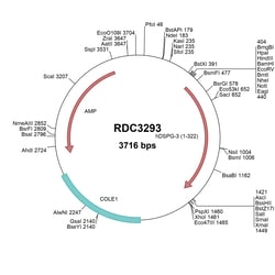 R&D Systems&trade;&nbsp;Human DSPG3 (NP_004941.2) VersaClone cDNA