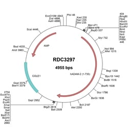 R&D Systems&trade;&nbsp;Human ADAM2 (NP_001455.3) VersaClone cDNA